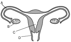 reproduction and development, human female reproductive system fig: lenv62019-examw_g25.png